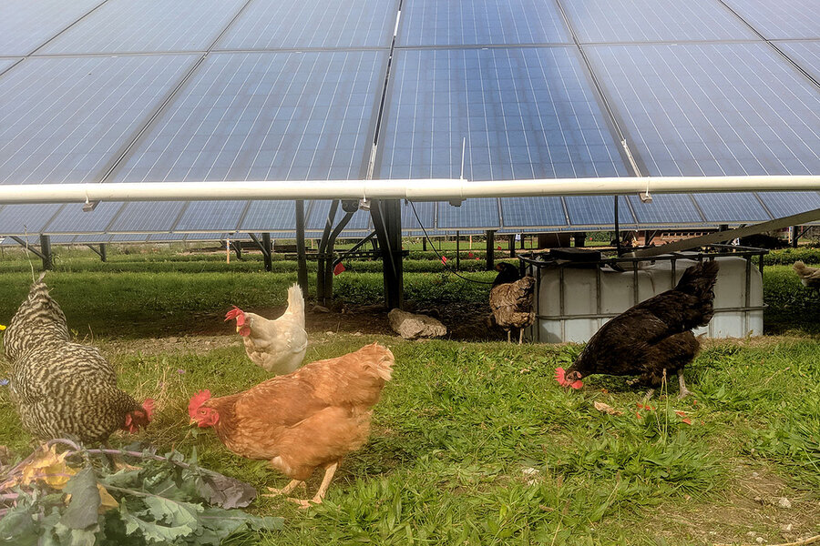 Farming for the future? How some mix agriculture with solar panels